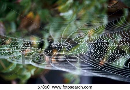 Close-up of dew drops on spiders web View Large Photo Image Stock Image - Close-up of dew drops on spiders web . Fotosearch