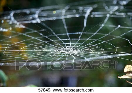 Stock Photo - Close-up of dew drops on spiders web . Fotosearch