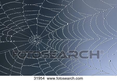 Picture - Close-up of dewdrops on spider web . Fotosearch