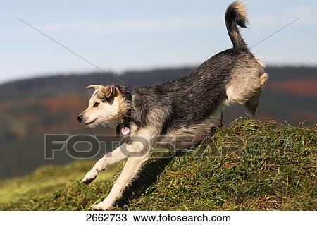 Stock Image - Close-up of dog jumping over heap of grass in field . Fotosearch