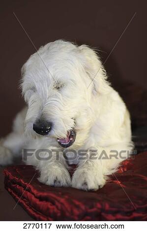 Close-up of dog lying against red background View Large Photo Image Stock Photo - Close-up of dog lying against red background . Fotosearch