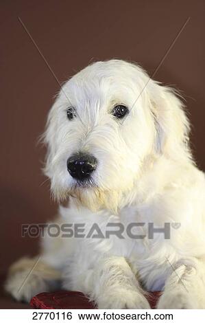 Stock Photograph - Close-up of dog lying against red background . Fotosearch
