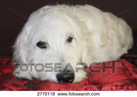 Close-up of dog lying on blanket View Large Photo Image Stock Photo - Close-up of dog lying on blanket . Fotosearch