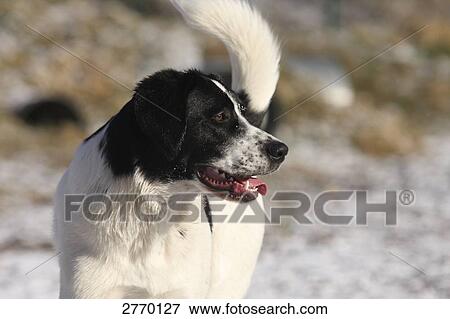 Close-up of dog panting View Large Photo Image Stock Photo - Close-up of dog panting . Fotosearch