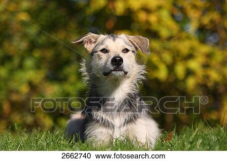 Stock Image - Close-up of dog resting in field . Fotosearch
