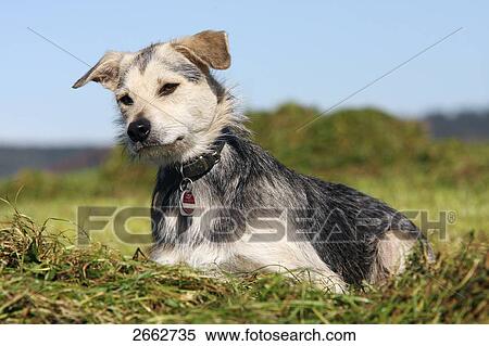 Close-up of dog resting in field View Large Photo Image Stock Photography - Close-up of dog resting in field . Fotosearch