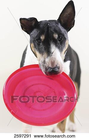 Close-up of dog with frisbee in its mouth View Large Photo Image Stock Image - Close-up of dog with frisbee in its mouth . Fotosearch