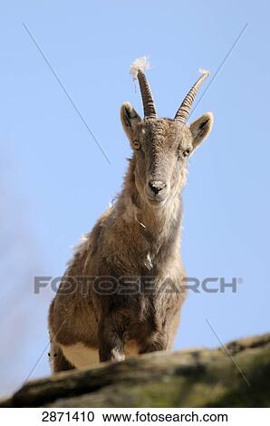 Close-up of Domestic goat (Capra aegagrus hircus) standing on mountain View Large Photo Image Stock Image - Close-up of Domestic goat (Capra aegagrus hircus) standing on mountain . Fotosearch
