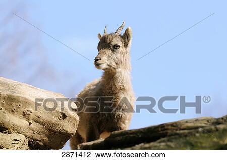 Close-up of Domestic goat (Capra aegagrus hircus) on mountain View Large Photo Image Stock Image - Close-up of Domestic goat (Capra aegagrus hircus) on mountain . Fotosearch