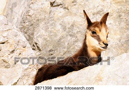 Stock Photo - Close-up of Domestic goat (Capra aegagrus hircus) on mountain . Fotosearch