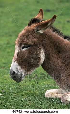Close-up of donkey resting in field View Large Photo Image Stock Image - Close-up of donkey resting in field . Fotosearch