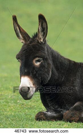 Close-up of donkey resting in field View Large Photo Image Stock Image - Close-up of donkey resting in field . Fotosearch