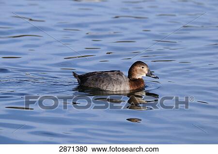 Close-up of duck floating on water, Munich, Bavaria, Germany View Large Photo Image Stock Image - Close-up of duck floating on water, Munich, Bavaria, Germany . Fotosearch