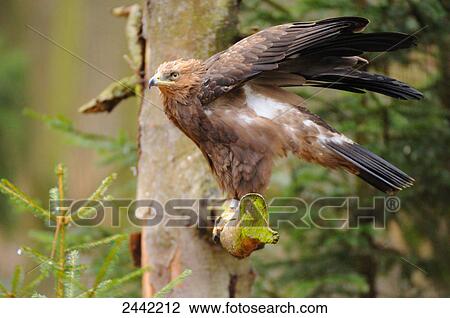 Stock Image - Close-up of eagle perching on branch . Fotosearch
