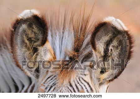 Stock Photo - Close-up of ears of Burchell's zebra (Equus quagga quagga) . Fotosearch