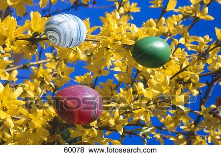 Stock Photo - Close-up of easter eggs on tree branches . Fotosearch