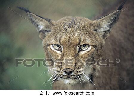 Stock Photo - Close-up of Eurasian Lynx (Lynx lynx), Fasanerie, Germany . Fotosearch