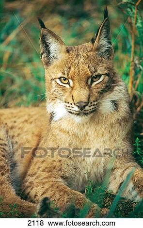 Close-up of Eurasian Lynx (Lynx lynx) sitting in forest, Fasanerie, Germany View Large Photo Image Stock Photo - Close-up of Eurasian Lynx (Lynx lynx) sitting in forest, Fasanerie, Germany . Fotosearch