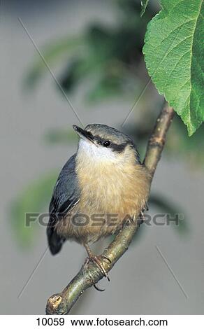 Close-up of Eurasian Nuthatch (Sitta europaea) bird perching on branch, Vorwald, Bavarian Forest National Park, Bavaria, Germany View Large Photo Image Stock Photo - Close-up of Eurasian Nuthatch (Sitta europaea) bird perching on branch, Vorwald, Bavarian Forest National Park, Bavaria, Germany . Fotosearch