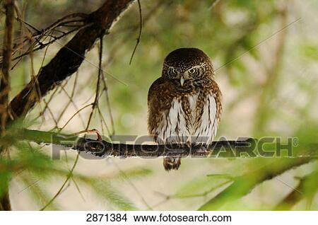 Close-up of Eurasian Pygmy owl (Glaucidium passerinum) perching on branch, Bavarian Forest National Park, Bavaria, Germany View Large Photo Image Picture - Close-up of Eurasian Pygmy owl (Glaucidium passerinum) perching on branch, Bavarian Forest National Park, Bavaria, Germany . Fotosearch
