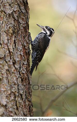 Stock Image - Close-up of Eurasian Three-toed Woodpecker (Picoides tridactylus) perching on tree trunk, Bavarian Forest National Park, Bavaria, Germany . Fotosearch