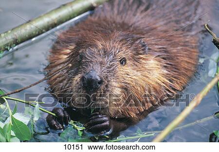 Stock Image - Close-up of European Beaver (Castor fiber) in river, Danube River, Germany . Fotosearch