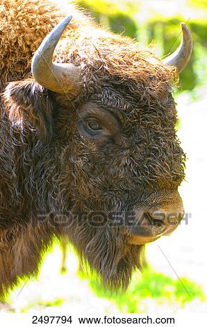 Close-up of European bison (Bison bonasus), Bavarian Forest, Bavaria, Germany View Large Photo Image Picture - Close-up of European bison (Bison bonasus), Bavarian Forest, Bavaria, Germany . Fotosearch