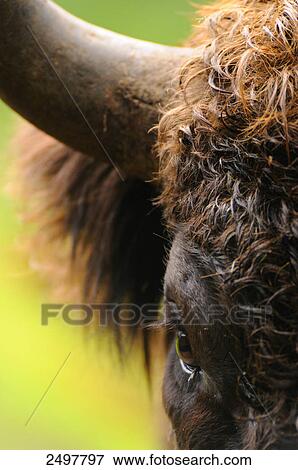 Close-up of European bison (Bison bonasus), Bavarian Forest, Bavaria, Germany View Large Photo Image Stock Photo - Close-up of European bison (Bison bonasus), Bavarian Forest, Bavaria, Germany . Fotosearch