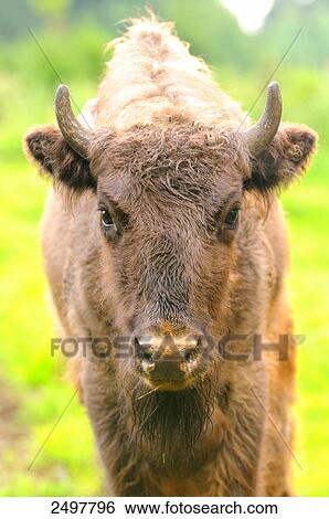 Close-up of European bison (Bison bonasus), Bavarian Forest, Bavaria, Germany View Large Photo Image Stock Photograph - Close-up of European bison (Bison bonasus), Bavarian Forest, Bavaria, Germany . Fotosearch