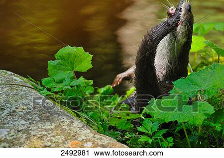 Stock Image - Close-up of European otter (Lutra lutra) at riverbank . Fotosearch