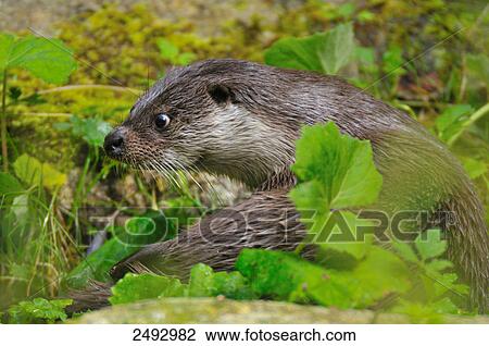 Stock Image - Close-up of European otter (Lutra lutra) . Fotosearch