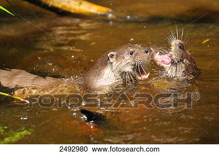Close-up of European otters (Lutra lutra) playing in water View Large Photo Image Stock Image - Close-up of European otters (Lutra lutra) playing in water . Fotosearch