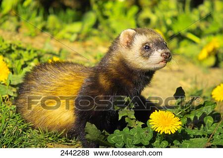 Close-up of European Polecat (Mustela putorius) in field View Large Photo Image Stock Photo - Close-up of European Polecat (Mustela putorius) in field . Fotosearch