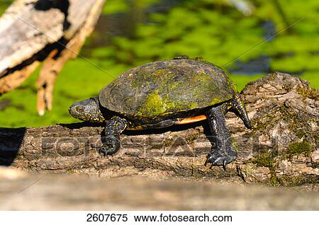 Close-up of European Pond Terrapin (Emys orbicularis) turtle on log View Large Photo Image Stock Photography - Close-up of European Pond Terrapin (Emys orbicularis) turtle on log . Fotosearch