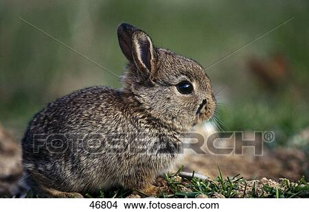 Close-up of European Rabbit (Oryctolagus cuniculus) in field View Large Photo Image Picture - Close-up of European Rabbit (Oryctolagus cuniculus) in field . Fotosearch