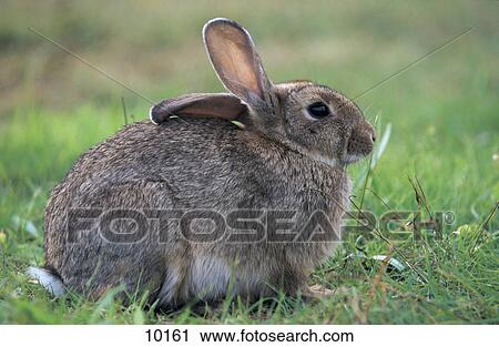 Close-up of European Rabbit (Oryctolagus cuniculus) sitting in field, Texel Island, Netherlands View Large Photo Image Stock Image - Close-up of European Rabbit (Oryctolagus cuniculus) sitting in field, Texel Island, Netherlands . Fotosearch