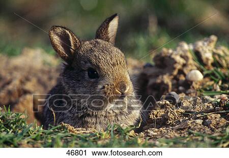 Close-up of European Rabbit (Oryctolagus cuniculus) in field View Large Photo Image Stock Image - Close-up of European Rabbit (Oryctolagus cuniculus) in field . Fotosearch