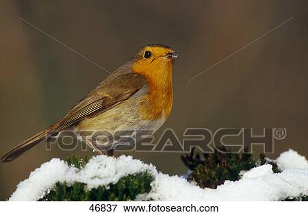 Stock Photo - Close-up of European Robin (Erithacus rubecula) bird perching on frozen tree, Germany . Fotosearch