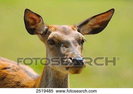 Stock Photography - Close-up of European roe deer (Capreolus capreolus) . Fotosearch
