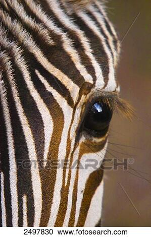 Stock Image - Close-up of eye of Burchell's zebra (Equus quagga quagga) . Fotosearch