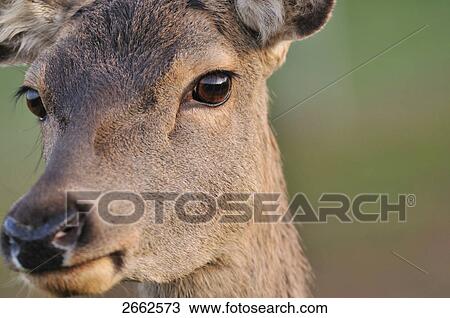 Stock Image - Close-up of face of Red deer (Cervus elaphus), Bavaria, Germany . Fotosearch