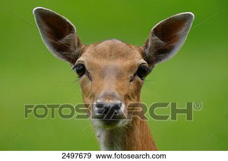 Close-up of Fallow deer (Cervus dama) buck, Bavaria, Germany View Large Photo Image Stock Photo - Close-up of Fallow deer (Cervus dama) buck, Bavaria, Germany . Fotosearch