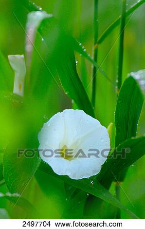 Close-up of Field bindweed (Convolvulus arvensis), Styria, Austria View Large Photo Image Picture - Close-up of Field bindweed (Convolvulus arvensis), Styria, Austria . Fotosearch