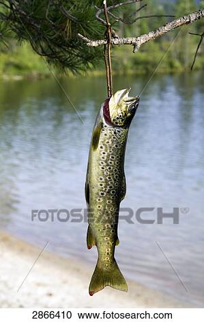 Stock Image - Close-up of fish drying, Nisservatn, Telemark, Norway . Fotosearch