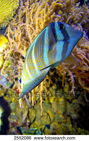 Close-up of fish swimming underwater View Large Photo Image Stock Photograph - Close-up of fish swimming underwater . Fotosearch