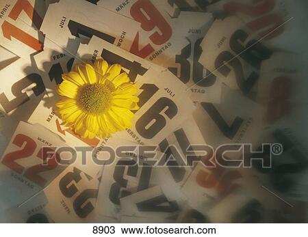 Close-up of flower and pages of calendar View Large Photo Image Stock Image - Close-up of flower and pages of calendar . Fotosearch