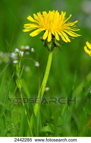 Stock Photography - Close-up of flower blooming in field . Fotosearch