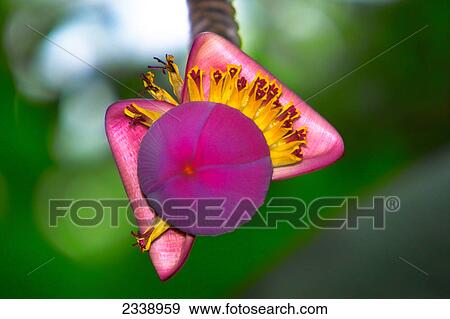 Stock Photo - Close-up of flower . Fotosearch