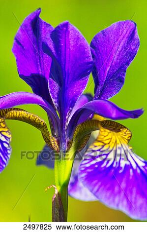 Close-up of flower View Large Photo Image Stock Photography - Close-up of flower . Fotosearch