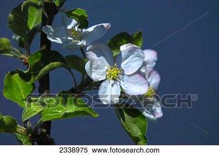 Close-up of flowers blooming on apple tree View Large Photo Image Stock Photography - Close-up of flowers blooming on apple tree . Fotosearch